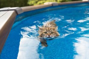 Razas De Gatos a Las Que Les Gusta El Agua