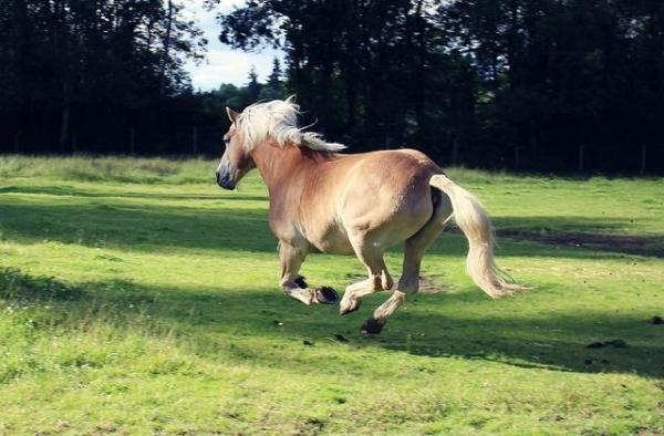 Datos divertidos e interesantes sobre los caballos: ¿a qué velocidad puede correr un caballo?