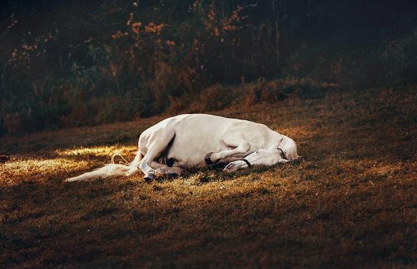 Datos divertidos e interesantes sobre los caballos: ¿cómo duermen los caballos?