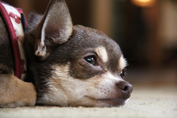 Perros que mudan más pelo - Perros pequeños que mudan más pelo: Chihuahua