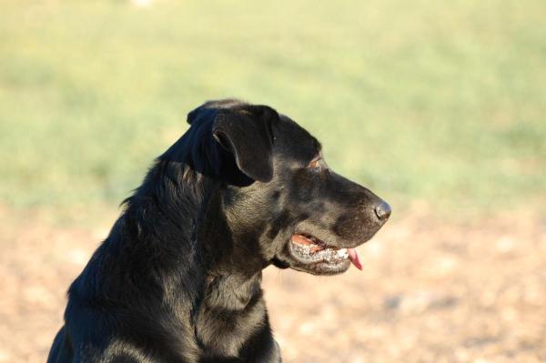 ¿Cuáles son los diferentes tipos de perros pastores? - Perro Pastor de Mallorca
