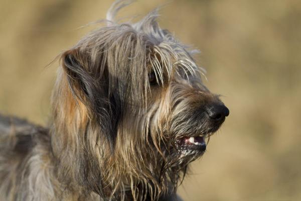 ¿Cuáles son los diferentes tipos de perros pastores? - Perro pastor catalán