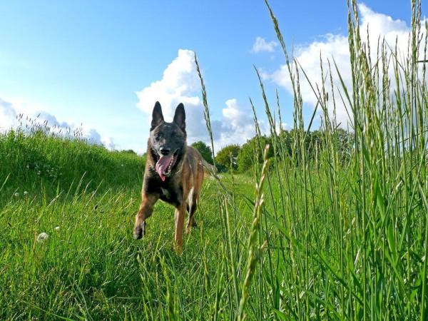 ¿Cuáles son los diferentes tipos de perros pastores? - Pastor belga