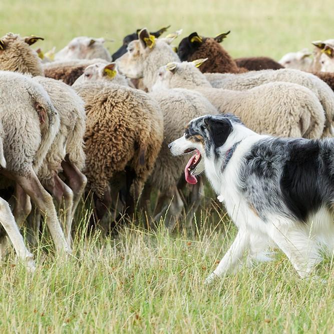 ¿Cuáles Son Los Diferentes Tipos De Perros Pastores? ¿cuáles Son Los Diferentes Tipos De Perros Pastores?