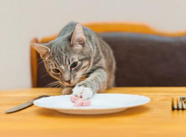 ¿Qué puedes alimentar a tu gato si no tienes comida para gatos?  - Alimento humano para gatos 