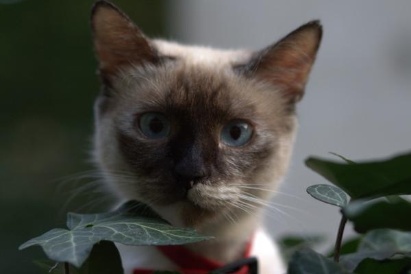 Las razas de gatos más juguetonas - Gato birmano