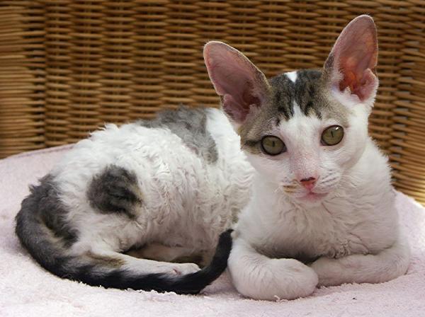 Las razas de gatos más juguetonas: gato Cornish Rex