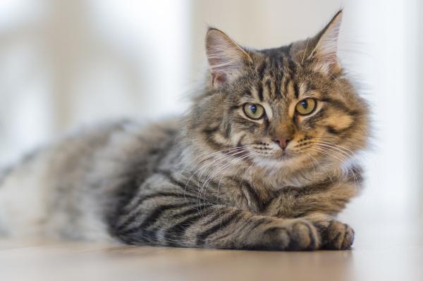 Las razas de gatos más juguetonas: gato Maine Coon