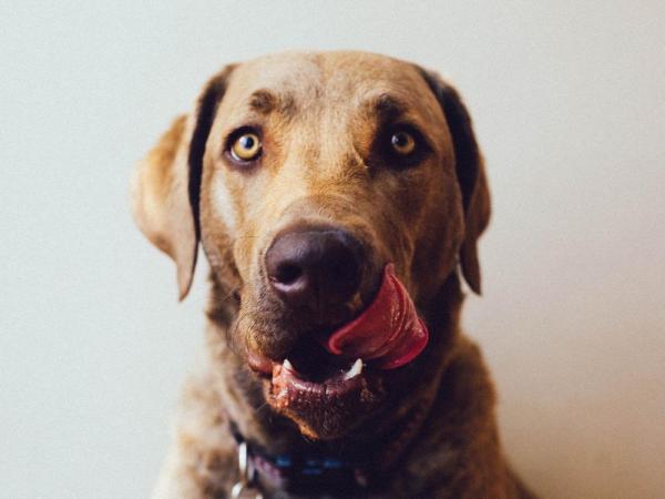 ¿Pueden los perros comer pan? - Pan casero de plátano y avena para perros