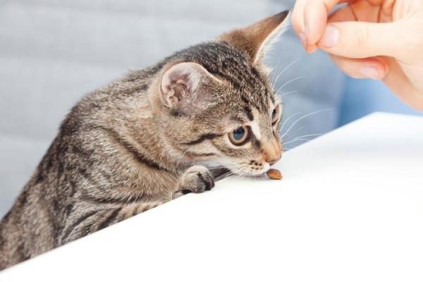 ¿Por qué mi gato me tiene miedo? - Cómo evitar que un gatito se asuste