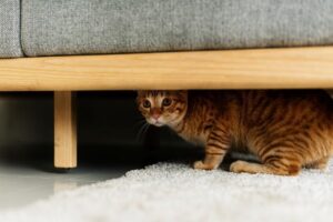 ¿por Qué Mi Gato Me Tiene Miedo?
