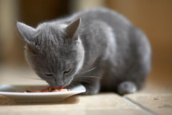 ¿Por qué mi gato siempre quiere que la mire comer?  - Qué hacer si tu gato quiere que lo mires comer