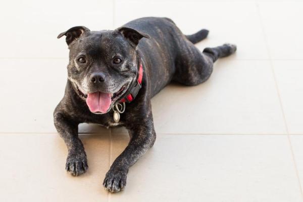 ¿Por qué mi perro ladra toda la noche? - ¿Por qué mi perro viejo no duerme por las noches?