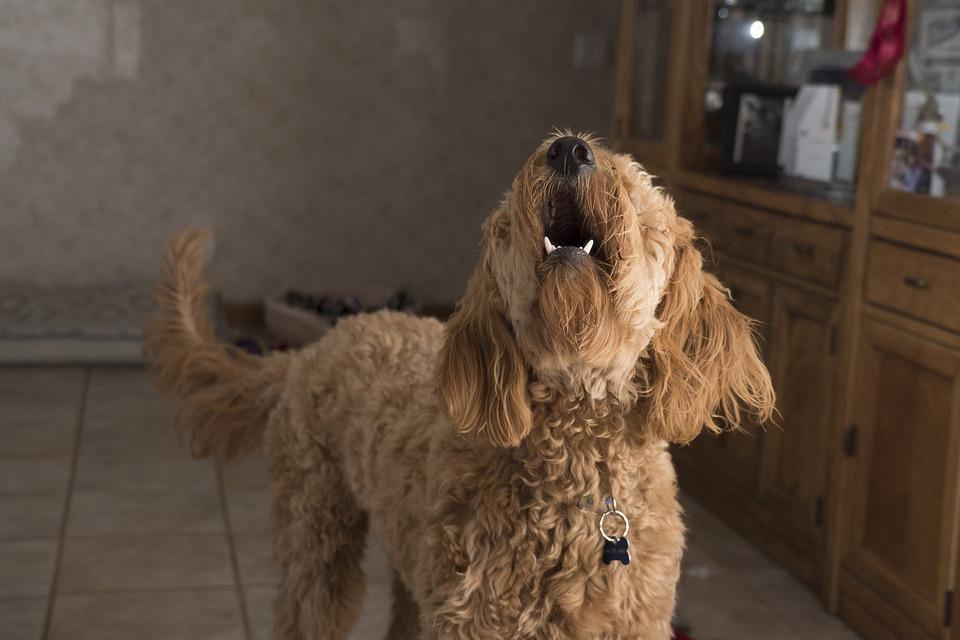¿Por Qué Mi Perro Ladra Toda La Noche? ¿por Qué Mi Perro Ladra Toda La Noche?