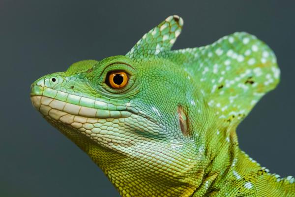 Animales que caminan sobre el agua: ¿cómo lo hacen?  - Basilisco común