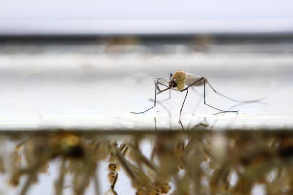 Animales que caminan sobre el agua: ¿cómo lo hacen?  - mosquitos