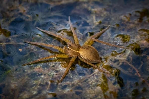 Animales que caminan sobre el agua: ¿cómo lo hacen?  - Araña balsa 