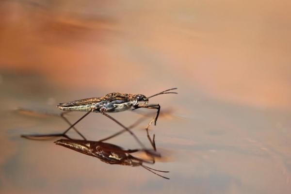 Animales que caminan sobre el agua: ¿cómo lo hacen?  - Patinador de estanque común