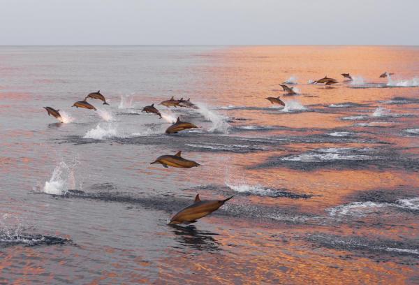 Animales que caminan sobre el agua: ¿cómo lo hacen?  - delfines