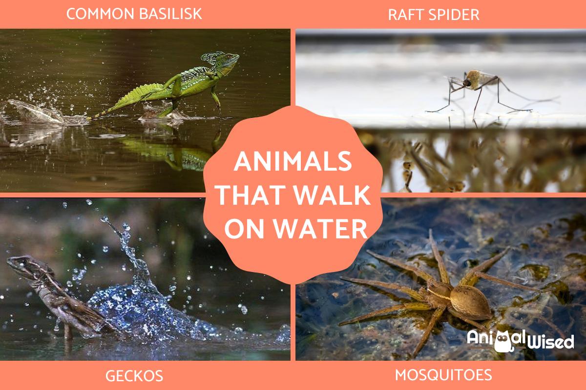 Animales Que Caminan Sobre El Agua: ¿cómo Lo Hacen?