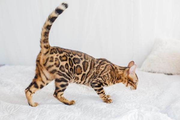 Las 12 razas de gatos más grandes - 5. Gato de Bengala
