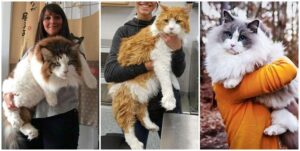 Las 12 Razas De Gatos Más Grandes