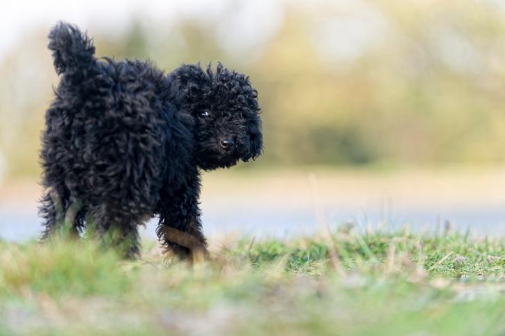 ¿Por Qué Mi Perro No Regresa Cuando Lo Llaman? ¿por Qué Mi Perro No Regresa Cuando Lo Llaman?