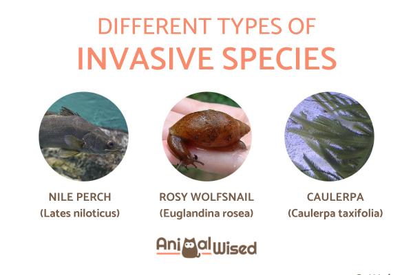 ¿Qué es una especie invasora? - Definición y ejemplos - Ejemplos de especies invasoras