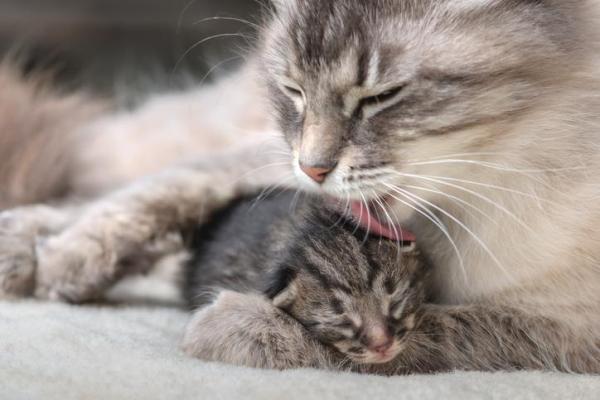 Las 4 Dificultades Más Comunes del Nacimiento en Gatos - Cómo saber si mi gata parió a todos sus gatitos