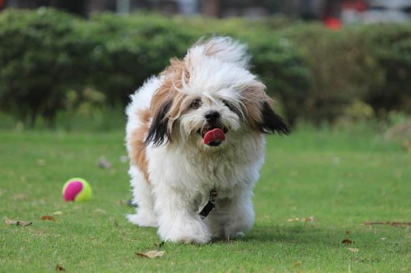 Razas de perros más independientes: 3. Lhasa Apso