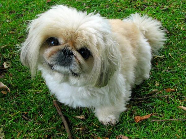 Razas de perros más independientes: 4. Pequinés