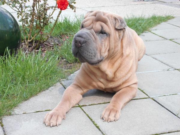 Razas de perros más independientes: 2. Shar pei