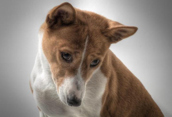 Razas de perros más independientes: 7. Basenji