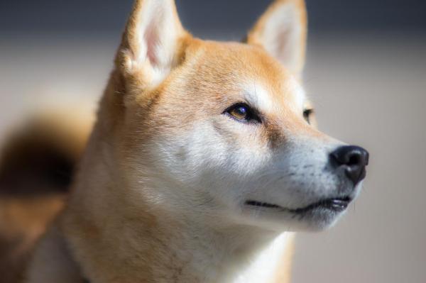 Razas de perros más independientes: 5. Shiba Inu