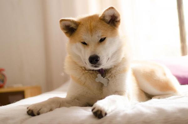 Razas de perros más independientes: 6. Akita Inu