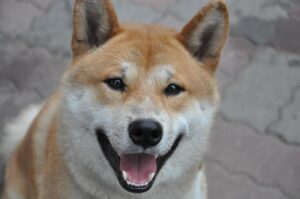 Razas De Perros Más Independientes