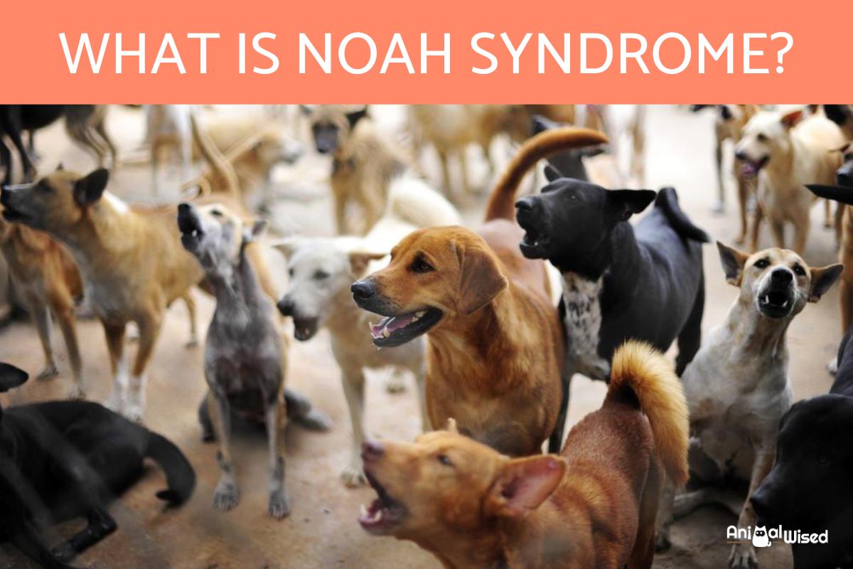 ¿qué Es El Síndrome De Noé?
