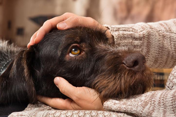 ¿Qué Necesitan Los Perros Para Ser Felices Y Saludables? ¿qué Necesitan Los Perros Para Ser Felices Y Saludables?