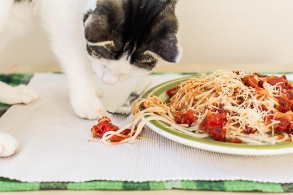 ¿Pueden los gatos comer pasta?  - ¿Pueden los gatos comer pasta cruda?