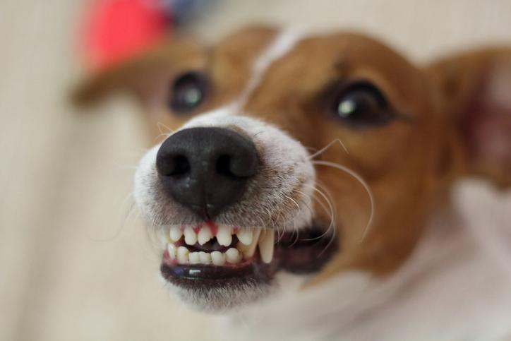 ¿Por Qué Mi Perro Me Ladra? ¿por Qué Mi Perro Me Ladra?