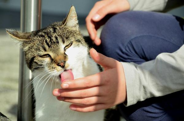 ¿Qué es la Pasta de Malta para Gatos? - ¿Cuánta pasta de malta debo darle a mi gato?