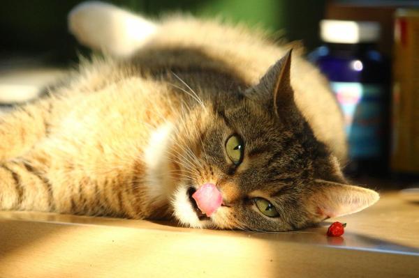 ¿Qué es la Pasta de Malta para Gatos? - ¿Cómo le doy pasta de malta a mi gato?