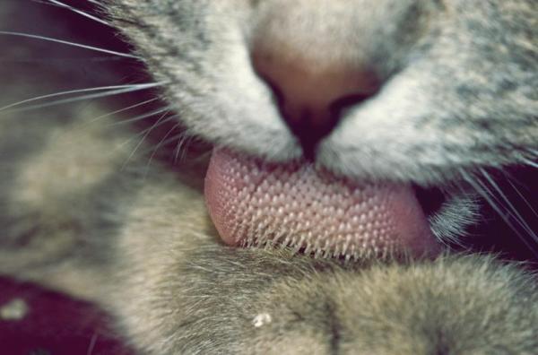 ¿Qué es la Pasta de Malta para Gatos? - ¿Para qué sirve?