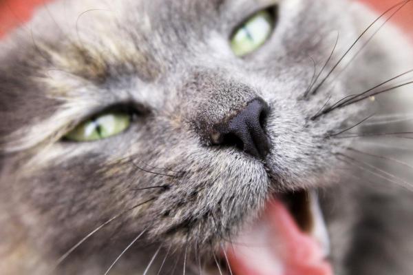 ¿Qué es la Pasta de Malta para Gatos? - Gatos y pasta de malta.