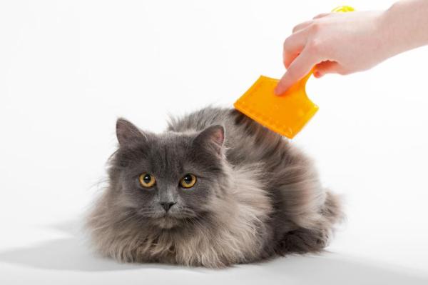 ¿Qué es la Pasta de Malta para Gatos? - Cepillado