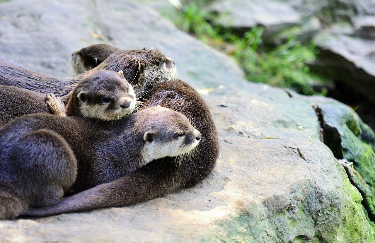 ¿Se Puede Tener Una Nutria Como Mascota? ¿se Puede Tener Una Nutria Como Mascota?