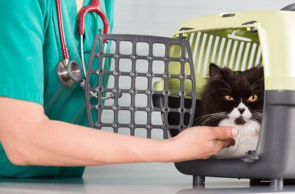 ¿Pueden los gatos ser veganos? - Chequeos veterinarios