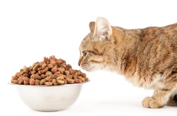 ¿Pueden los gatos ser veganos? - ¿Existe comida vegana o vegetariana para gatos?
