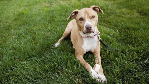 ¿Por qué mi pitbull se vuelve agresivo? - Entrenamiento y socialización para evitar un pitbull agresivo.