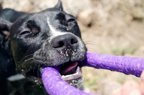 ¿Por qué mi pitbull se vuelve agresivo? - Enséñale a tu pitbull a inhibir la mordida y a soltar objetos.